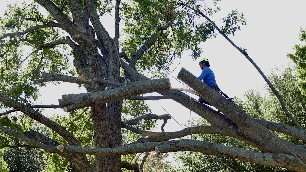 Professional Crown Thinning performed by certified arborists in Lufkin