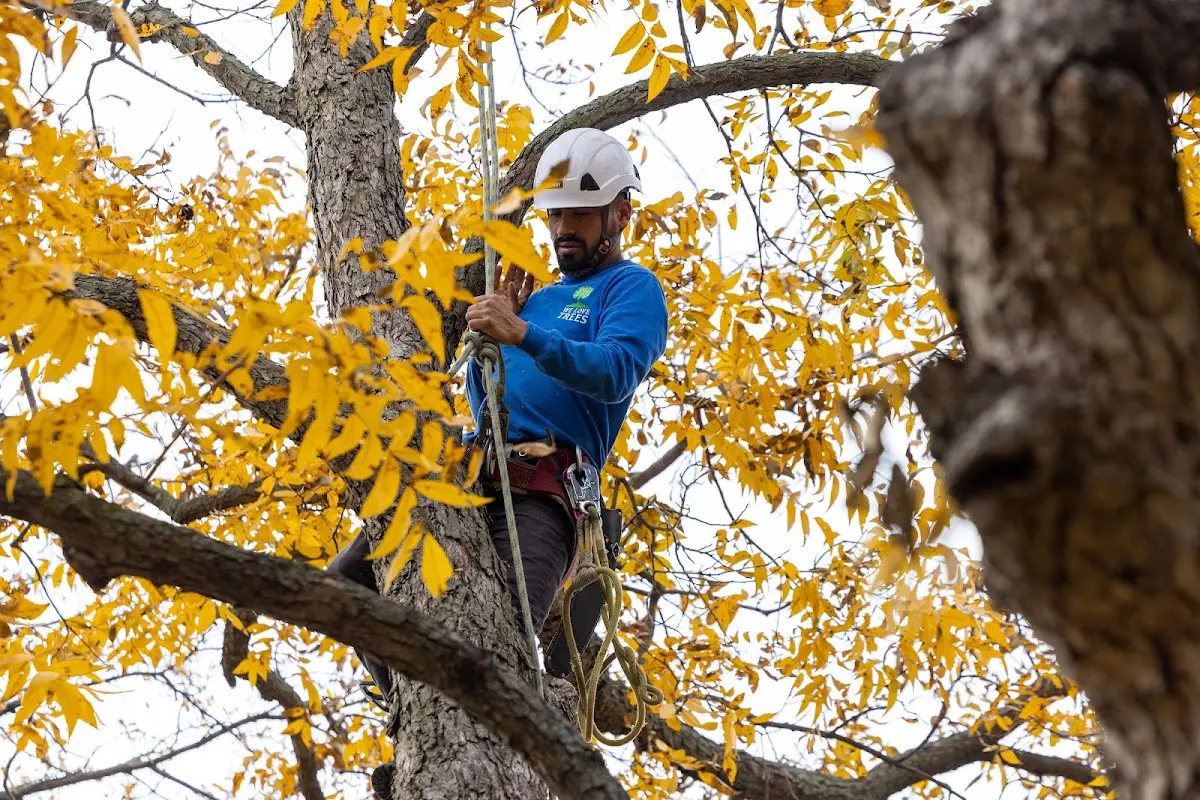 Skilled Tree Trimming crew working in Lufkin